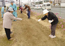 カラシ菜の種まき