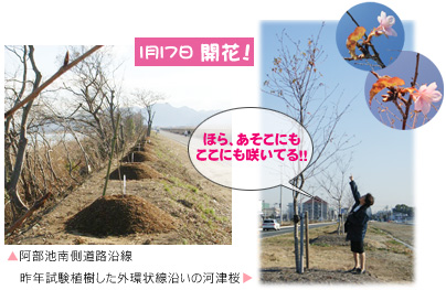 児島花回廊植樹後の桜の蕾