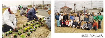 児島湖花回廊パンジー植栽