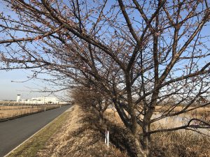 20170222岡南飛行場・阿部池土手1