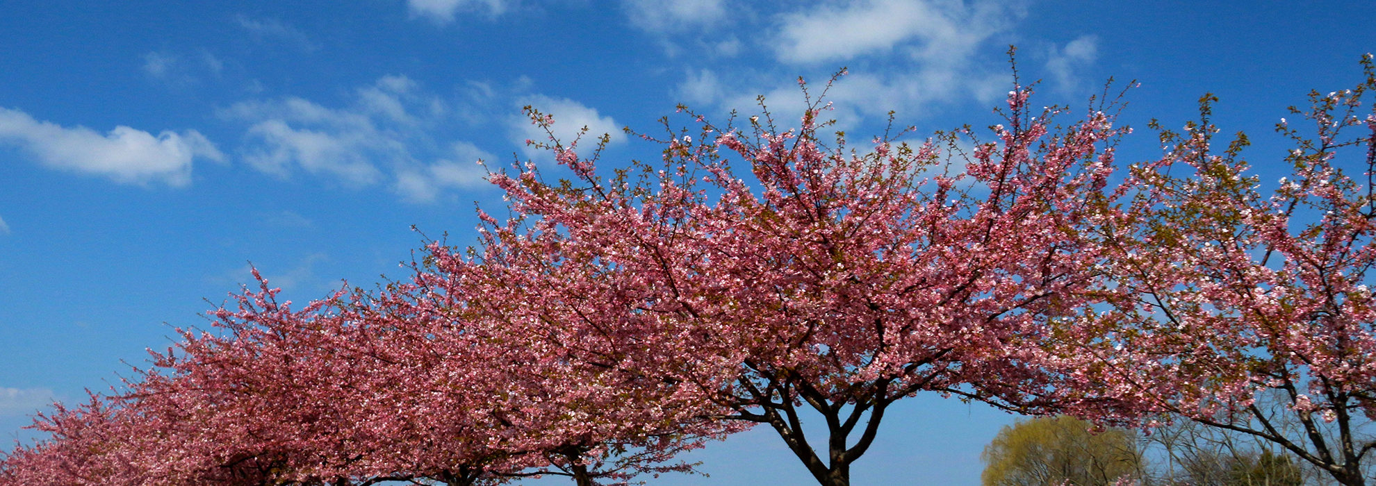 川津桜 河津桜って？ | 児島湖花回廊プロジェクト サポーターズクラブ事務局