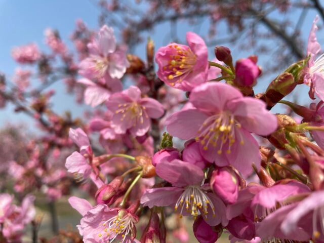 児島湖花回廊プロジェクト サポーターズクラブ事務局
