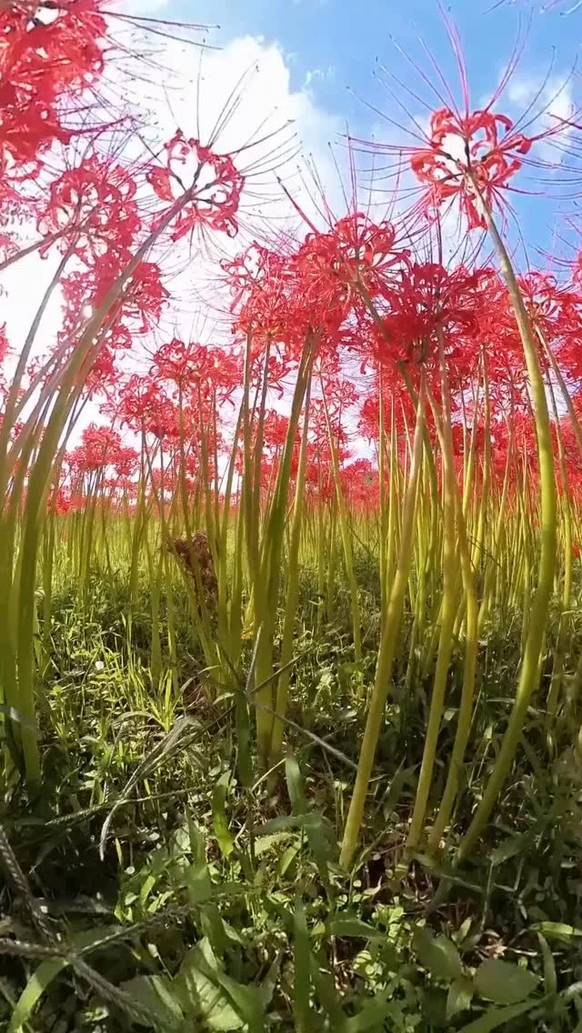 藤笠砂都子　Blooming 清水友佳子 on X